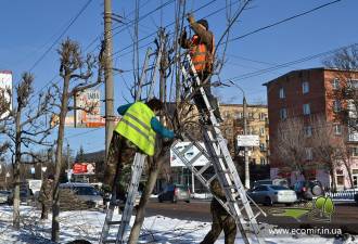 Омолаживающая обрезка старых деревьев
